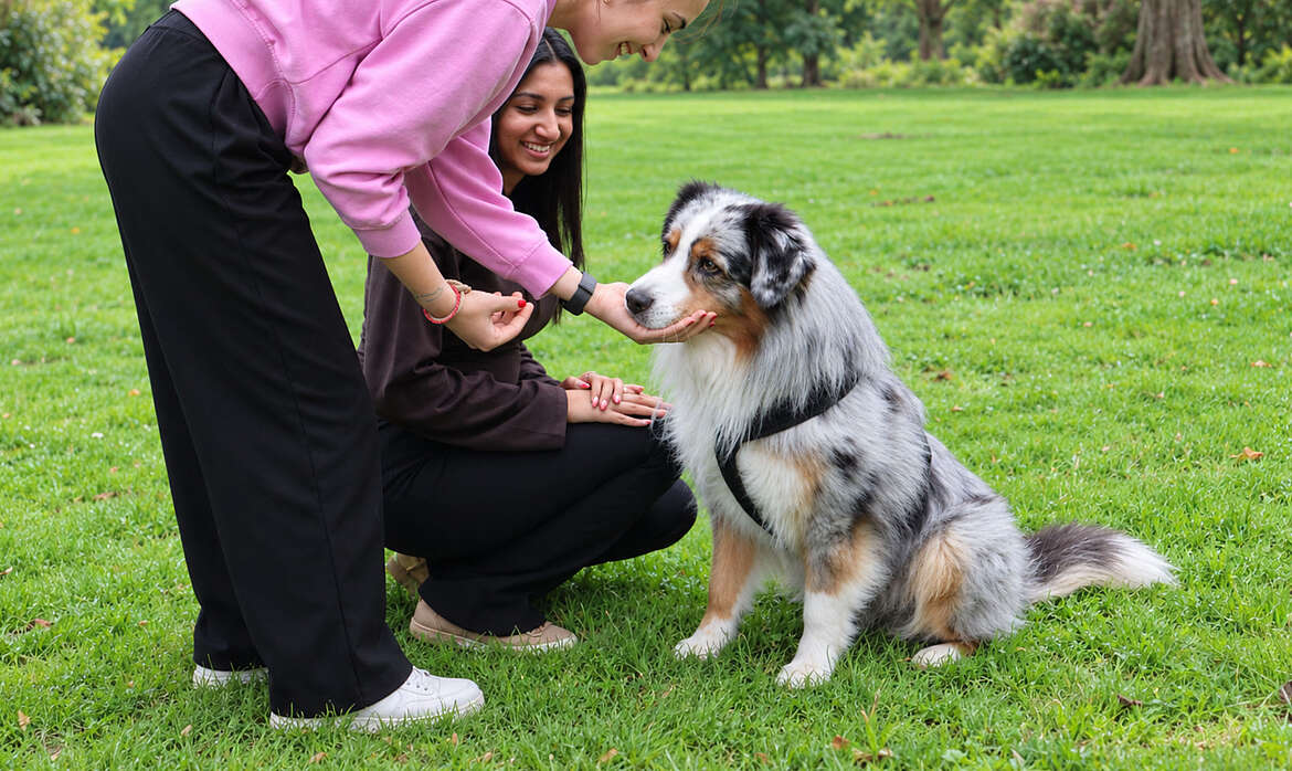 Ein Hund sitzt und eine Patientin streichelt den Kopf
