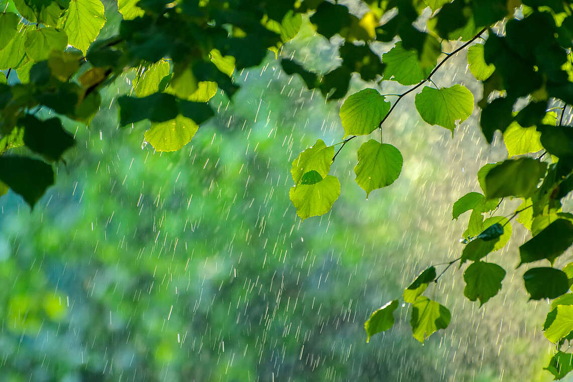Viele grüne Blätter eines Baumes bei Regen
